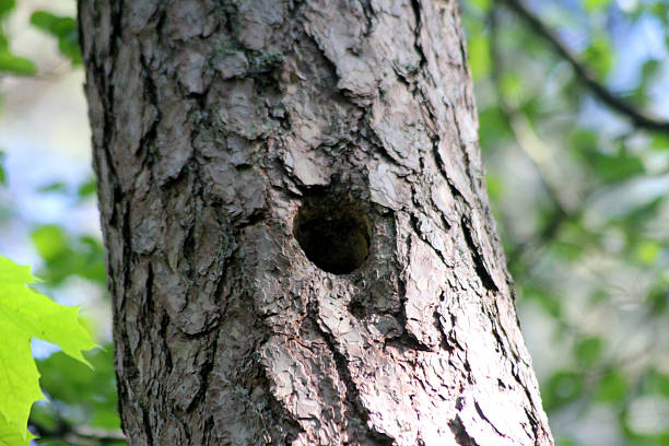 istock A hole in a tree to a bird nest 2250505905