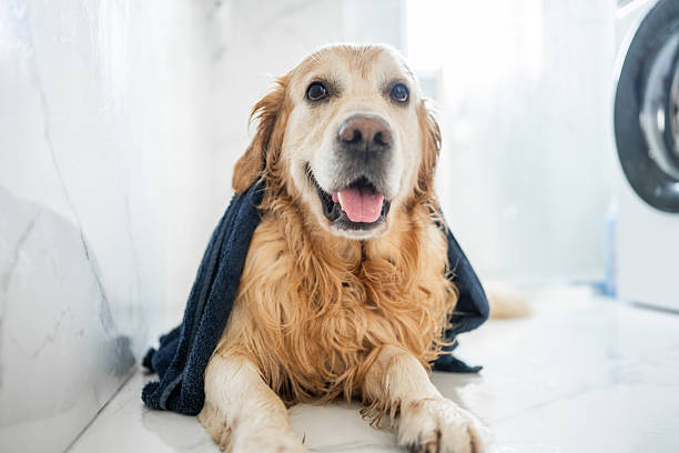 istock Golden Retriever Is Lying In Bathtub After Bath 2250505931