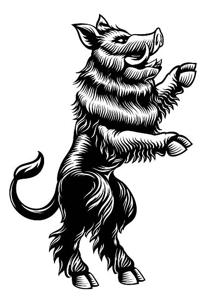 A boar wild hog razorback warthog pig animal for crest in rampant pose. Heraldic coat of arms heraldry design element concept in a vintage illustration style.