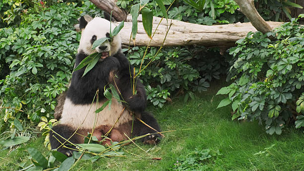 istock Cute giant panda bear eating bamboo 2250506391
