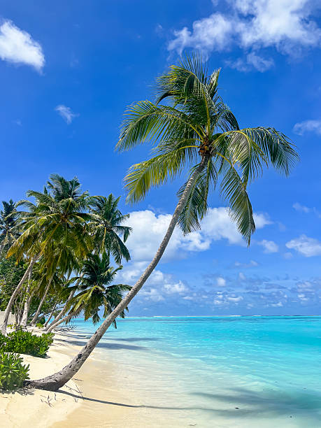 istock Tropical Maldives Beach with Leaning Palm Trees and Turquoise Ocean 2250506659