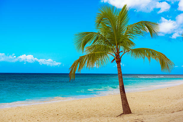 Single palm tree in exotic tropical beach, Dominican Republic Caribbean summer seasonal landscape