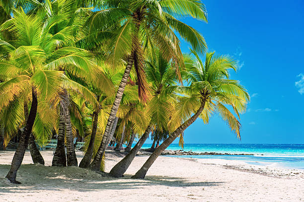 istock Tropical Caribbean beach, Dominican Republic 2250507799