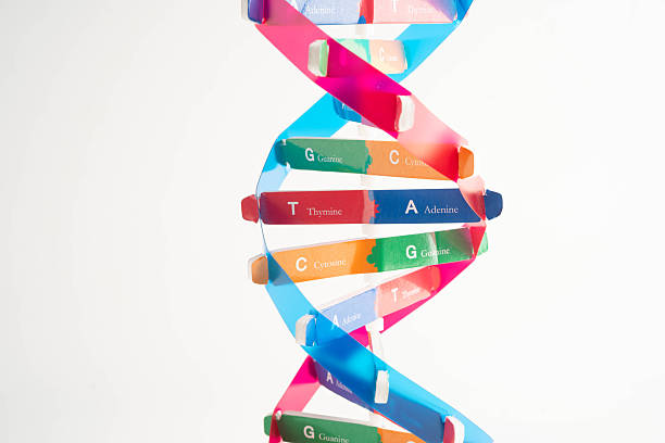 istock DNA molecule spiral structure model isolated on white background, chromosome and gene chemical science biology. 2250508499