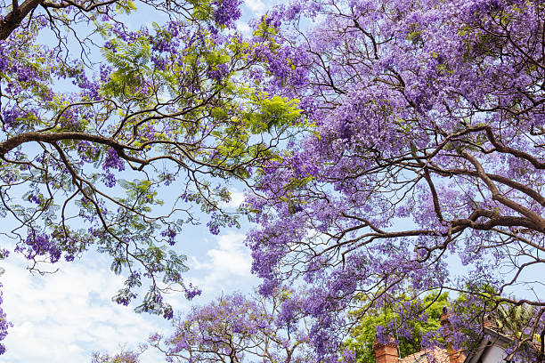 istock Jacaranda Trees in Sydney Australia 2250509118