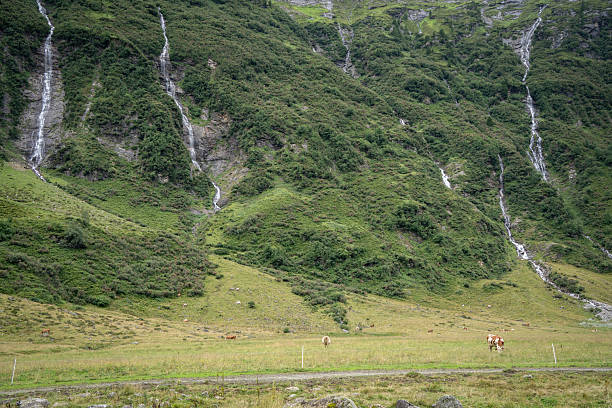 Cows grazing in green alpine valley with multiple waterfalls streaming behind them , Austrian Alps.