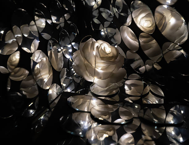 istock White wax rose with mirros 2250510613