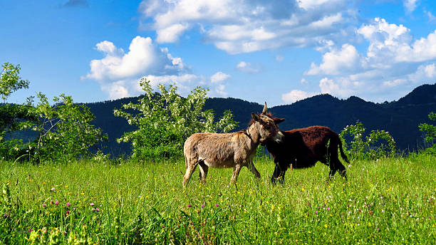 Two donkeys, one light gray and one dark brown, standing close together and nuzzling in a lush, wildflower-filled green meadow under a bright blue sky with white clouds. Hills and green foliage are visible in the background.