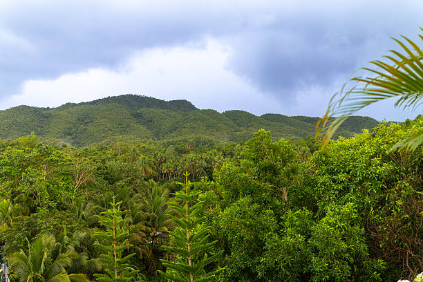 A dramatic view of lush tropical mountains covered in dense green jungle. Coconut palms and vibrant foliage fill the foreground, while dark storm clouds gather overhead, creating a moody and atmospheric scene typical of humid tropical climates.