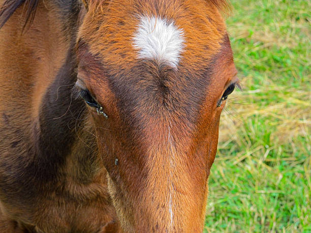 Young horse on a grass field