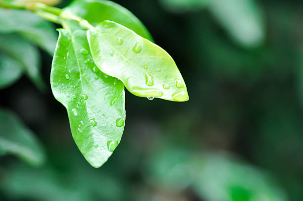 istock ficus pumila or climbing fig or MORACEAE and rain droplet 2250514013