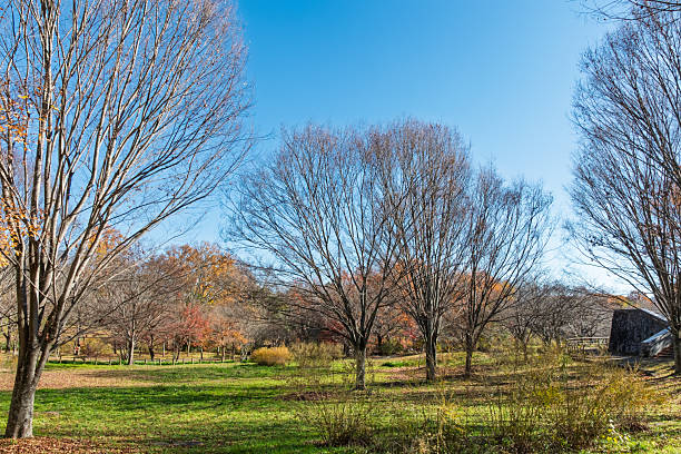 istock Late Autumn Trees Under a Clear Sky 2250515190