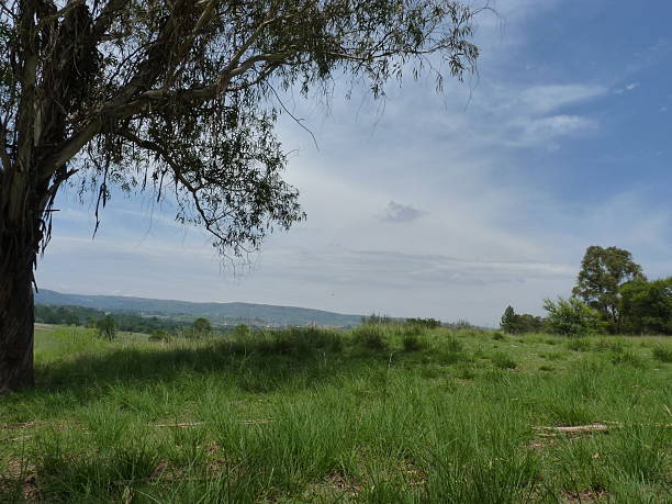 istock Lush green grassland landscape photo with a large silver colored Eucalyptus Tree, under a blue sky with scattered streaky white clouds 2250515232