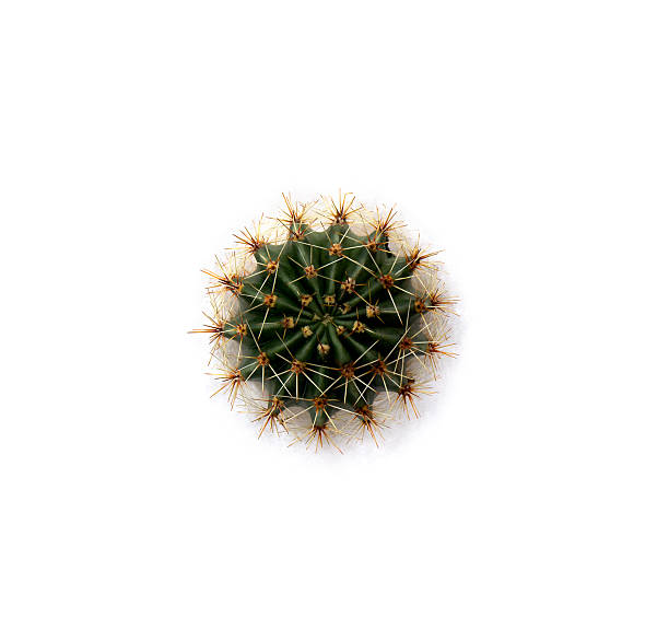 istock Cactus Echinopsis (known as: hedgehog cactus, sea-urchin cactus or Easter lily cactus) on a white background. Top view, flat lay. 2250517696