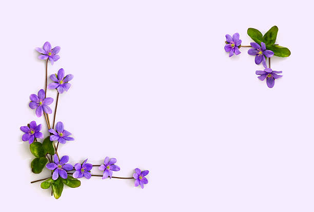 istock Frame of violet flowers hepatica (liverleaf or liverwort) on a light background with space for text. Top view, flat lay. 2250517747