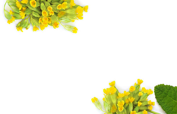 Blooming Primula veris (common names: common cowslip, cowslip, petrella, herb peter, paigle, peggle, key flower, key of heaven, Primula officinalis Hill) on a white background. Top view, flat la
