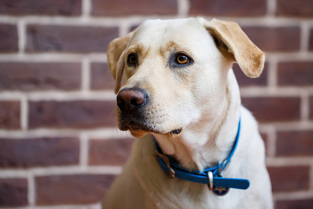 Yellow labrador retriever is waiting at home.