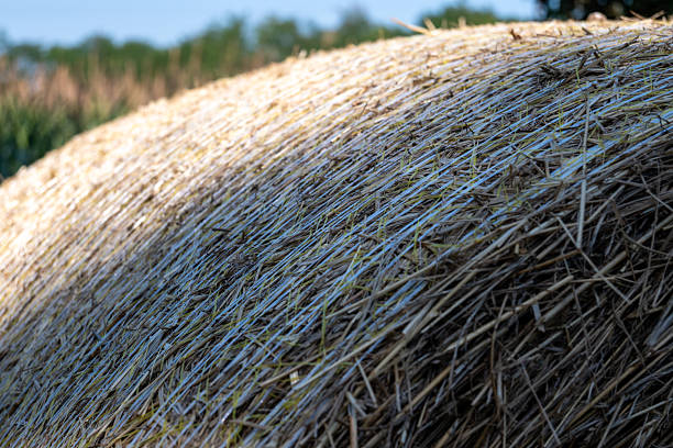 Close-up Hay Bale in Field