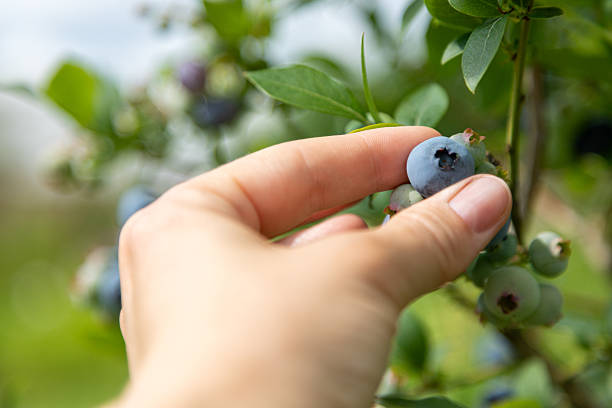 istock Hand picking fresh ripe blueberry from bush during summer harvest time 2250521033