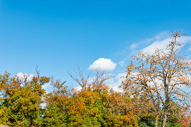 A scenic autumn landscape featuring a persimmon tree full of orange fruit and trees with changing leaves against a vast blue sky.