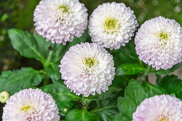 Light Pink Pom-Pom Chrysanthemums