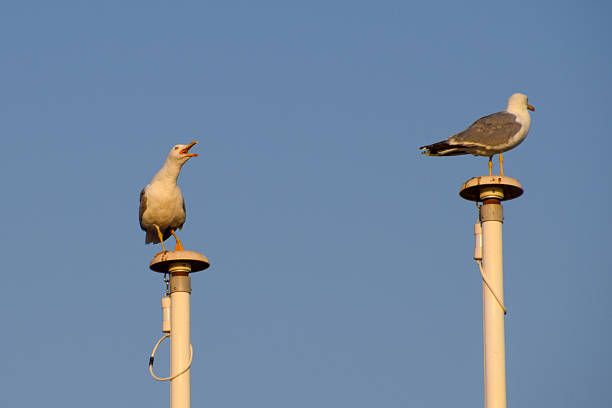 Seagulls screech at each other on top of flag poles