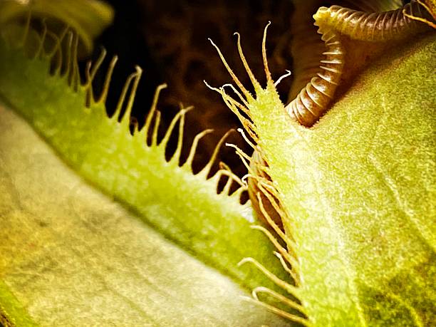 Close Up of a Venus Fly Trap