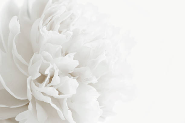 White peony in pastel delicate colors close up. grey color trend.