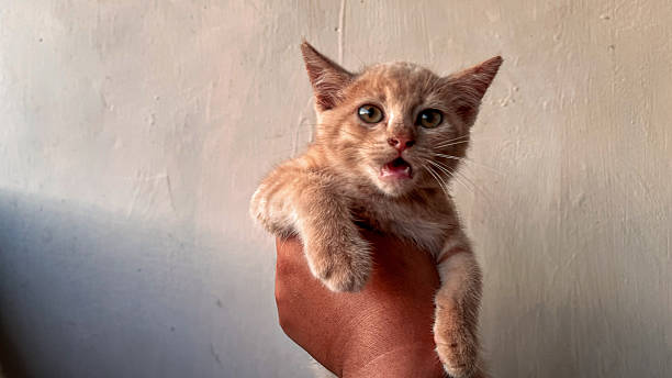 istock hand holding cute orange kitten 2250524891