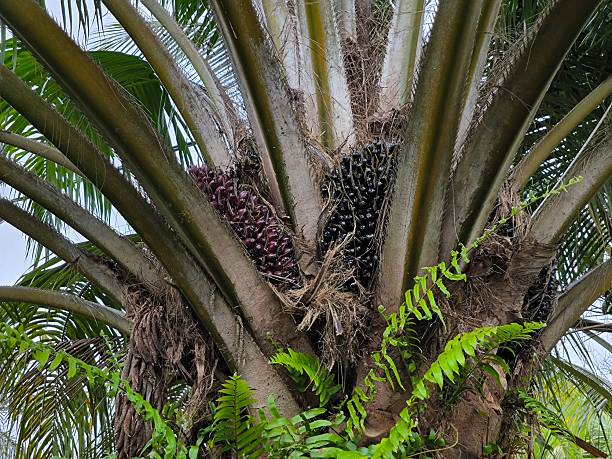 istock Tropical Oil Palm Tree with Fresh Fruit Bunch 2250525740