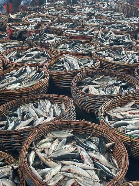 istock Freshly Caught Fish in Woven Baskets at Coastal Market 2250526893