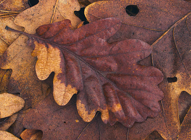 Macro shot of a red-brown oak leaf lying on a bed of golden autumn leaves. Warm colors and detailed textures create a natural seasonal background.