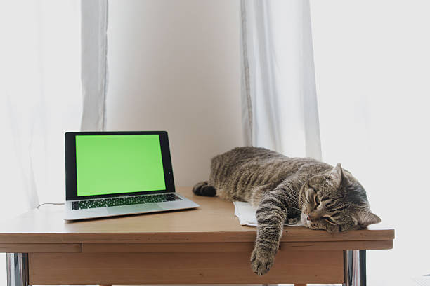 Striped cat naps beside open laptop with green screen on a desk in bright home interior