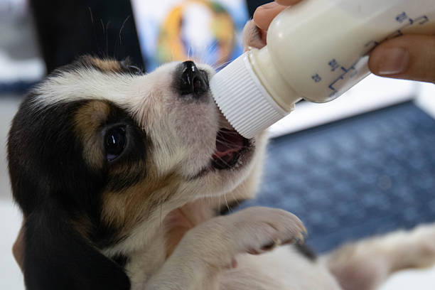 istock Baby Beagle with Tiny Tongue Out 2250531286