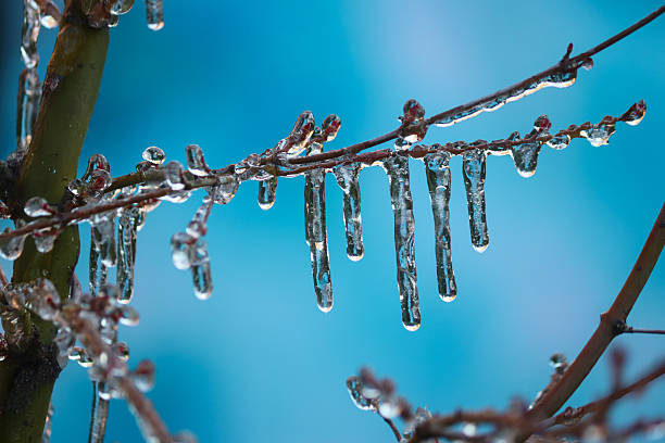 Stock photo showing winter scene with close-up view of bare tree branch and twigs covered in ice with hanging icicles.