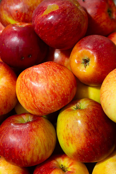 istock A bunch of apples with a red and green stripe 2250532756