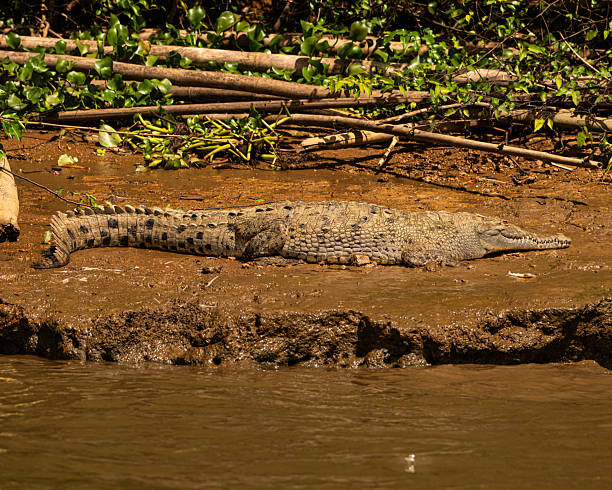 istock American Crocodile on a Costa Rican River Bank 2250533000