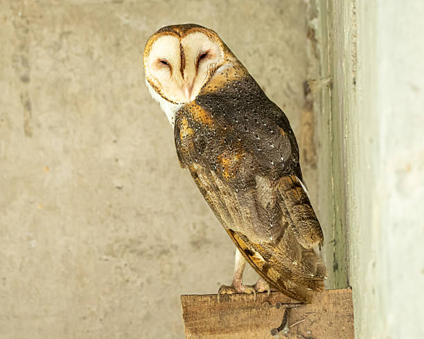 istock Barn Owls under a bridge in Costa Rica 2250533606