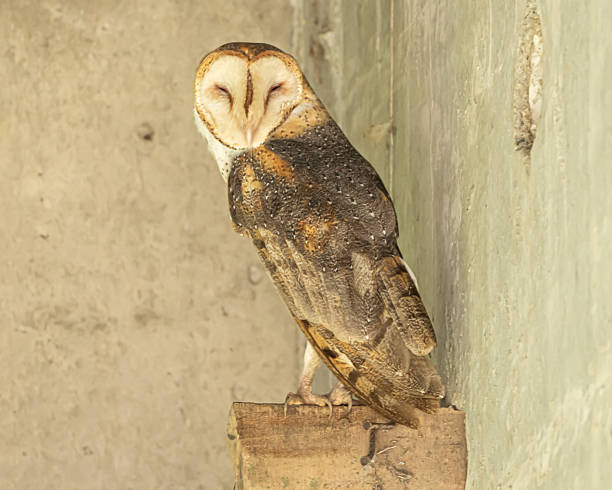 istock Barn Owls under a bridge in Costa Rica 2250533611