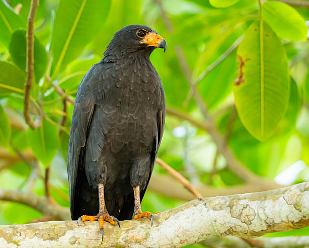 istock Common Black Hawk on a Costa Rican Beach 2250533633