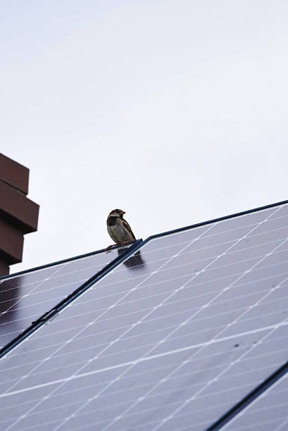 istock A male sparrow sitting on a solar panel next to a chimney. 2250533826
