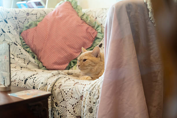 istock Cozy Cat Relaxing on Vintage Couch 2250534438