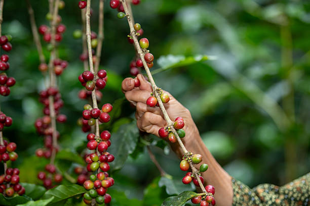 istock Hand Picking Ripe Red Coffee Beans on Branch in Plantation 2250534470