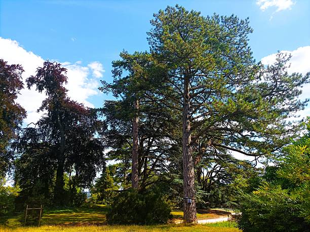 Lush green vegetation in the park of Saint-Cloud, a suburb of Paris