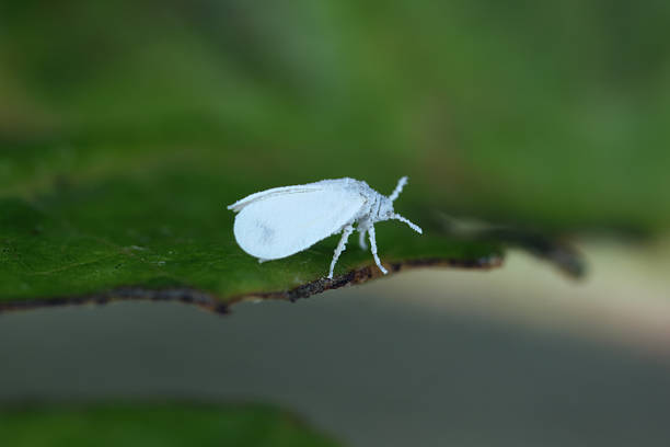 istock Ash whitefly, Siphoninus phillyreae. An adult specimen on an apple tree leaf. 2250536593