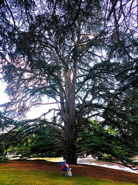 Lush green vegetation in the park of Saint-Cloud, a suburb of Paris