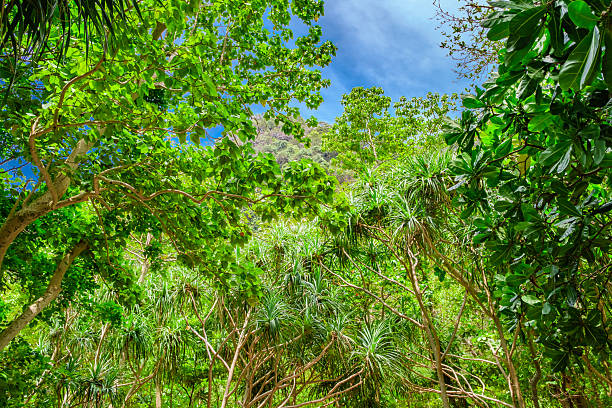 Tropical plants flowers southeast asia jungle lush green rich photo