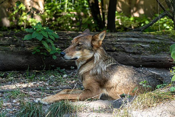 istock European Grey Wolf, Canis lupus in a german park 2250538538
