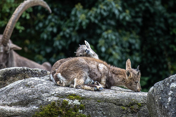 Young baby mountain ibex on a rock - capra ibex in a german park