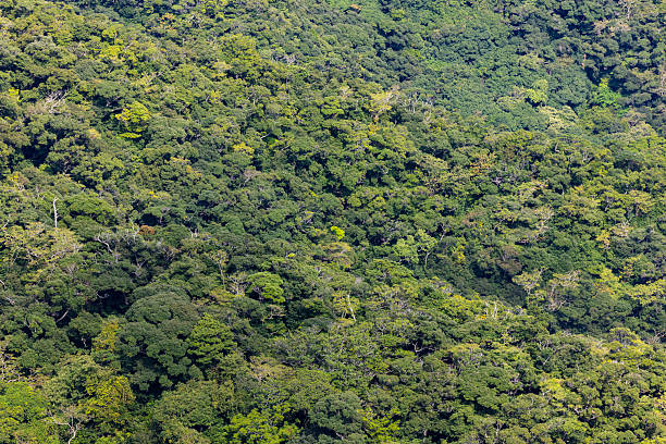 colorful tropical rainforest in amami-o-shima island in japan.